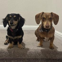 Holley - Dachshund