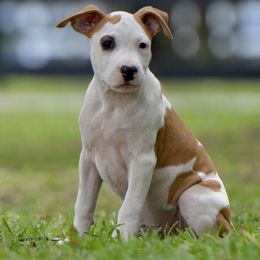 Obsessed - Red female American Staffordshire Terrier puppy in St. Augustine, Florida from LBK & Ancient City
