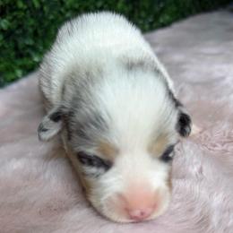 Male blue merle - White and black male Pembroke Welsh Corgi puppy in Glendale, Arizona from CorgiholicsAz