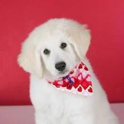 Kuvaszok from Double Ring Kuvasz
