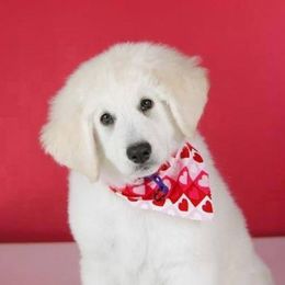 Kuvaszok from Double Ring Kuvasz