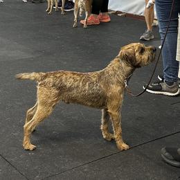 Regan - Border Terrier