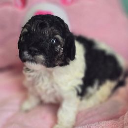 Divine - Parti female Poodle puppy in Maplewood, New Jersey from Poos&Bulls Keepsake