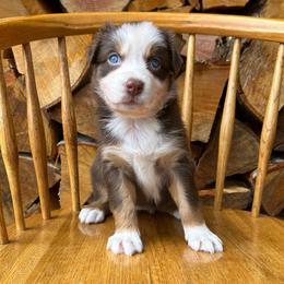 Chilli - Red tri-color female Australian Shepherd puppy in Hillsboro, Oregon from A&D Australian Shepherds