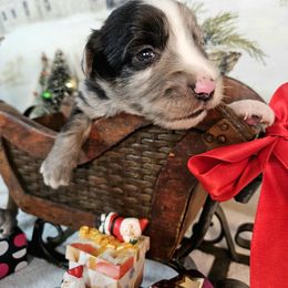 White - Blue merle male Toy Australian Shepherd puppy in Cedar Creek, Texas from Rowdy Ranch Tx