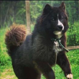 Maple - Siberian Husky