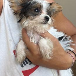 Donut - Parti female Yorkshire Terrier puppy in Jamul, California from Socal Puppy