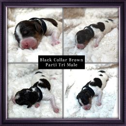 Black collar male - Tri-color male Bernedoodle puppy in Colorado Spgs, Colorado from Colorado Springs Doodles