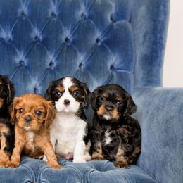 Beagle and Cavalier King Charles Spaniel Puppies from Kazuri Beagles and Cavaliers