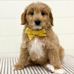 Yellow Collar NERO - Apricot male Goldendoodle puppy in Salem, Utah from Aspen Doodles Utah