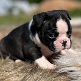 Diva - Seal brindle and white female Boston Terrier puppy in Purdy, Missouri from Shotgun Pups