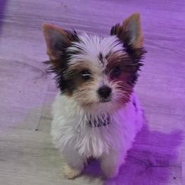 Petey - Parti male Yorkshire Terrier puppy in Royse City, Texas from Barbara Richardson
