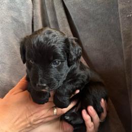 Prince - Black tri male Toy Australian Shepherd puppy in Columbia Falls, Montana from Firefly Aussies & Aussiedoodles