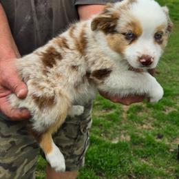 Walker - Red merle male Toy Australian Shepherd puppy in Forney, Texas from Texas Talent Toy Aussie's