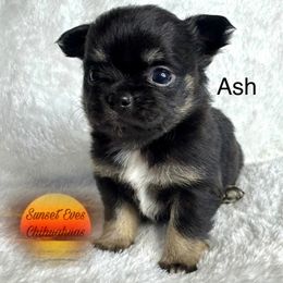 Ash - Black and tan female Chihuahua puppy in Oakwood, Georgia from Sunset Eves Chihuahuas