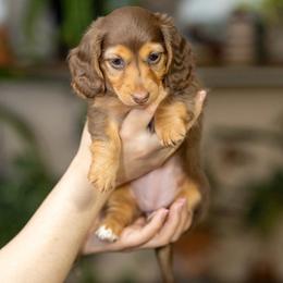 Violet - Chocolate and cream female Dachshund puppy in Wichita Falls, Texas from Matilda Jane’s Dachshunds