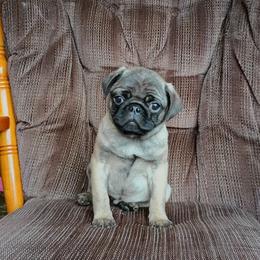 Clark - Fawn male Pug puppy in Fall Creek, Wisconsin from Heartville Pugs