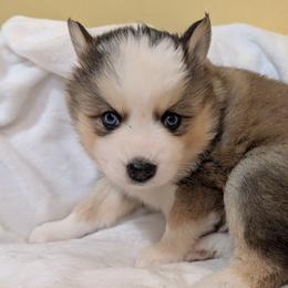 PxD g1 - Wolf sable female Pomsky puppy in Charlotte, Michigan from Moore Pomskies