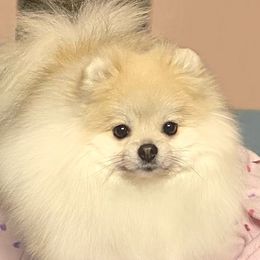 Summer - Pomeranian