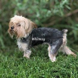 Yorkshire Terrier puppies from Tiny Tushy Lodge