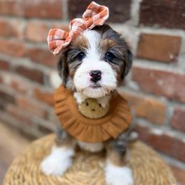 Beth - Merle female Bernedoodle puppy in Snohomish, Washington from Refined Doodles