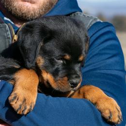 Girl 2 - female Rottweiler puppy in Klamath Falls, Oregon from One Time Breeding