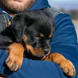 Girl 2 - female Rottweiler puppy in Klamath Falls, Oregon from One Time Breeding