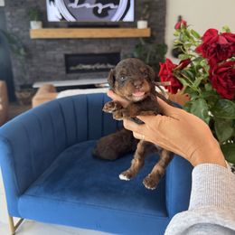 L A V A N D E R - Teddy Bear- 5-8 lbs - Tri-color female Yorkipoo puppy in Pleasant View, Utah from Anchor Dogs