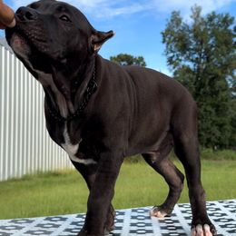 ORANGE COLLAR - Black American Bully puppy in Texas from TEXAS BULLY FAMILY