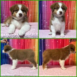 Green collar Girl - Red tri-color female Australian Shepherd puppy in Castle Rock, Washington from Zoolo Kennels “HOF”