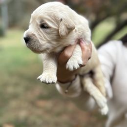 Santa María - Light golden female Golden Retriever puppy in Warrenton, Virginia from Four Lochs LLC