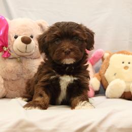 AKC Female 1 - Chocolate female Havanese puppy in South Carolina from Premier Havanese Dogs