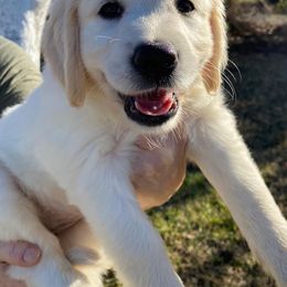 Golden Retriever Puppies from Gilded Golden retrievers