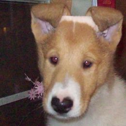 Collie Puppies from Collies of Wych