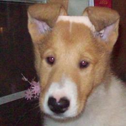 Collie Puppies from Collies of Wych