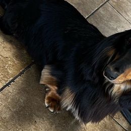 Roo - Dachshund