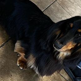 Roo - Dachshund