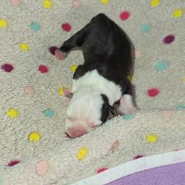 Rhea Ripley - Black brindle and white female Boston Terrier puppy in Millers Creek, North Carolina from Tumbling Shoals Hilltop Bostons