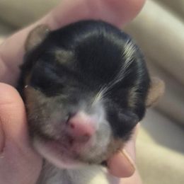 Rocky - Parti male Yorkshire Terrier puppy in Vanderbilt, Michigan from Yorkies of Northern M.I.