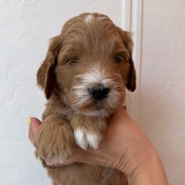 Ollie - Apricot male Goldendoodle puppy in San Tan Valley, Arizona from Golden Haven
