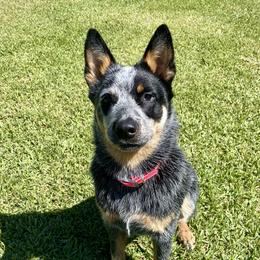 Lola - Australian Cattle Dog