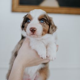 Australian Shepherd Puppies from Sky to Haven Aussies