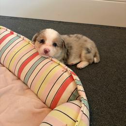 3 - White merle female American Corgi puppy in Boyd, Texas from Barker's Corgis