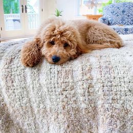 Goldendoodle Puppies from Hobble Creek Farms