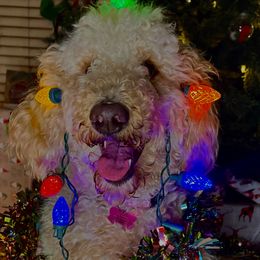 Wrigley - Poodle