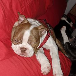 Boston Terrier and French Bulldog Puppies from Reds Studio