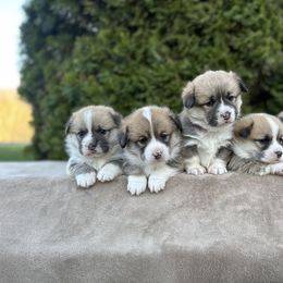 Pembroke Welsh Corgi Puppies from Mountain Adventure Farm