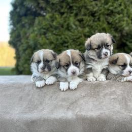 Pembroke Welsh Corgi Puppies from Mountain Adventure Farm