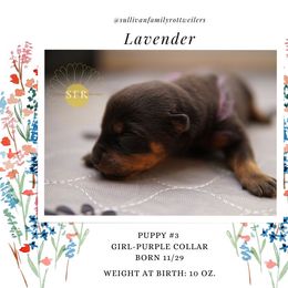Lavender- Purple Collar - Rottweiler puppy in Vancouver, Washington from Sullivan Family Rottweilers