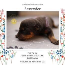 Lavender- Purple Collar - Rottweiler puppy in Vancouver, Washington from Sullivan Family Rottweilers